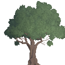 Ancient Oak Tree