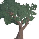 Fully Grown Oak Tree