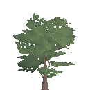 Oak Sapling