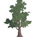 Young Oak Tree