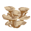 Oyster Mushrooms