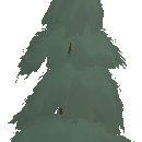 Ancient Pine Tree