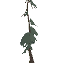 Pine Sapling
