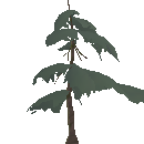 Young Pine Tree