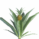 Pineapple Bush