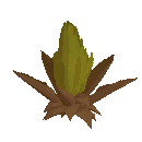 Prickly Pear