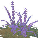 Arctic Grass