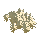 Reindeer Lichen