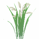Ornate Young Tropical Rice Seedling