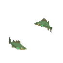 School of Boot Fish