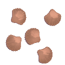 Seaside Clam