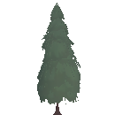 Mature Spruce Tree