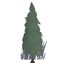 Spruce Sapling