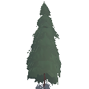 Young Spruce Tree