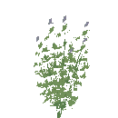 Thyme