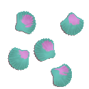 Tough Shelled Mussel