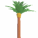 Sprouted Tropical Coconut Tree
