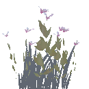 White Lily