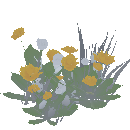 Dandelions