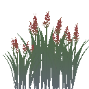 Wild Grains