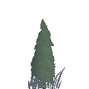 Planted Willow Sapling